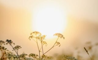 Wildflowers silhouetted against a foggy sunrise